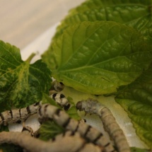 Los gusanos de seda sólo se alimentan de hojas de morera