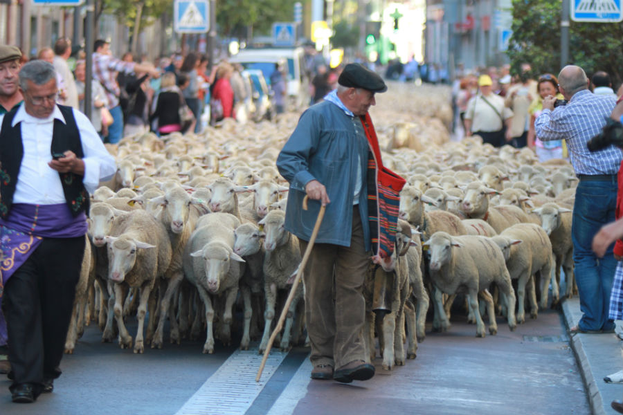 Los pastores reivindican, con sus rebaños, la trashumancia y el paso de ganado por las cañadas reales.