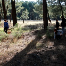 Recolección de níscalos en Cantalejo, Segovia