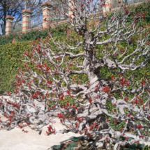 Bonsáis del Botánico de Madrid