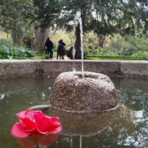 Fuente con nenúfares en el Real Jardín Botánico de Madrid