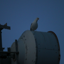 La espátula común, un ave migratoria, es otro de los atractivos del entorno del Faro de Roche