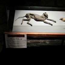 Un gato y un ratón momificados son una de las curiosidades de la Christ Church de Dublín