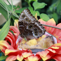 Jardín de las Mariposas en el Zoo de Santillana del Mar