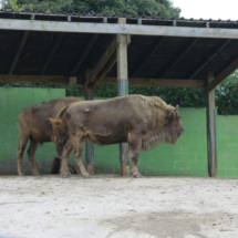 Bisontes en el Zoo de Santillana del Mar