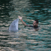 Exhibición de delfines en el Zoo de Madrid