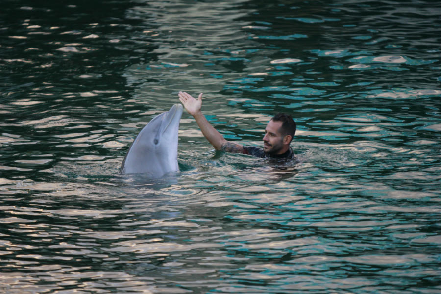 Exhibición de delfines en el Zoo de Madrid