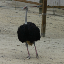 Avestruz en el Zoo de Madrid