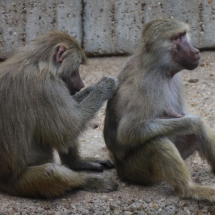 Babuinos aseándose en el Zoo de Madrid
