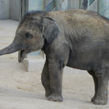 Cría de elefante asiático del Zoo de Madrid