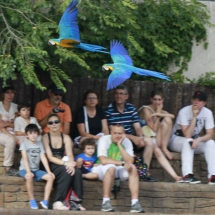 Exhibición de aves exóticas en el Zoo de Madrid