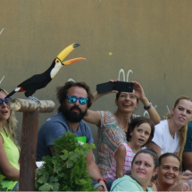 Exhibición de un tucán en el Zoo de Madrid