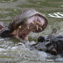Hipopótamos luchando en el Zoo de Madrid