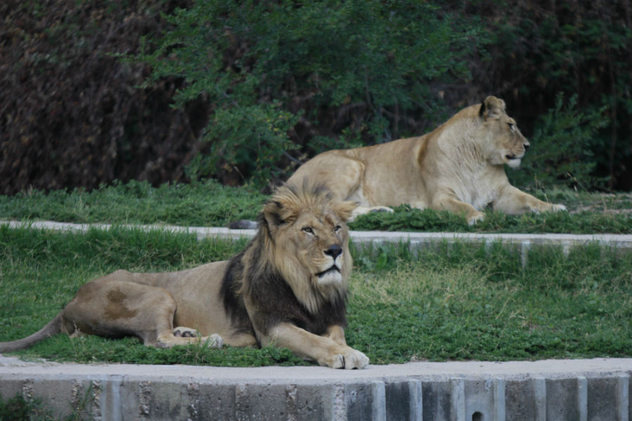 Recinto de los leones del Zoo de Madrid