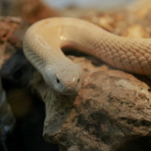 Serpiente del Zoo de Madrid