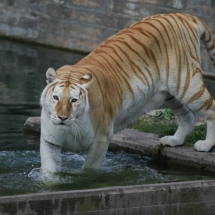 Tigre en el Zoo de Madrid
