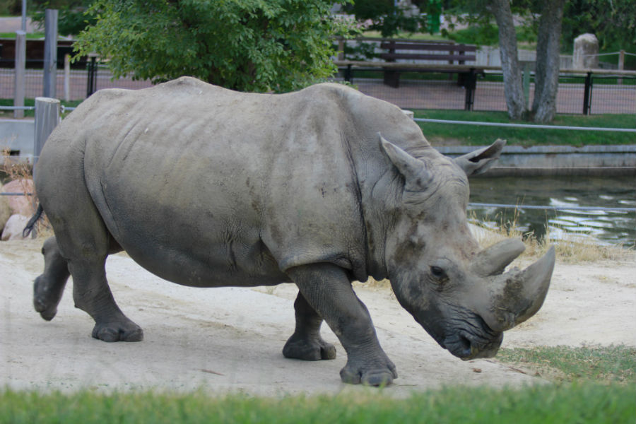 En el Zoo de Madrid vive uno de los tres únicos ejemplares de rinocerontes blancos nacidos en cautividad.