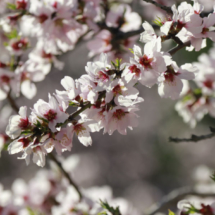 La floración de los almendros es una delicia para los aficionados a la fotografía.