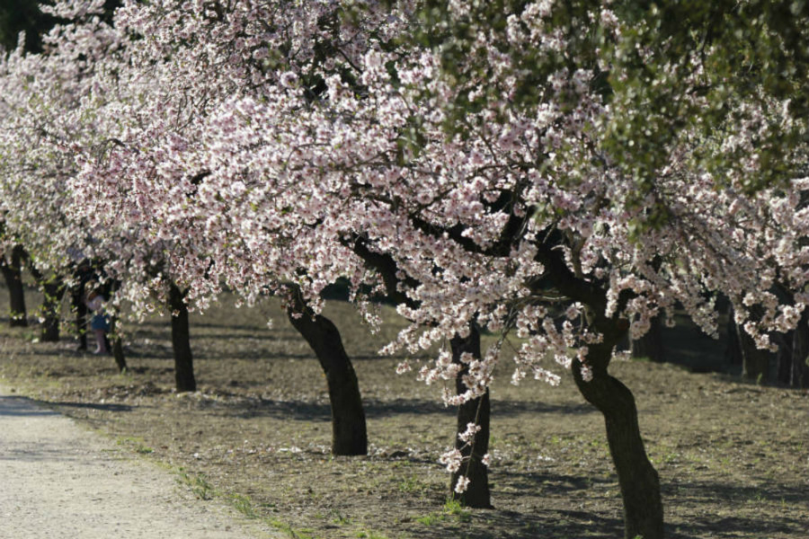 Almendros en flor en la Quinta de los Molinos