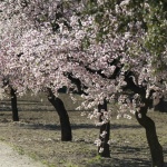 La floración de los almendros es una delicia para los aficionados a la fotografía.