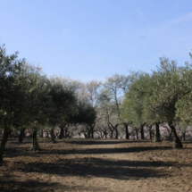 En el parque Quinta de los Molinos también se pueden fotografías olivos.