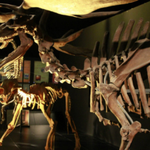 En Dinópolis hay reproducciones de esqueletos de dinosaurios
