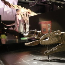 En Dinópolis hay reproducciones de esqueletos de dinosaurios