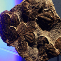 En Dinópolis hay fósiles reales de la época de los dinosaurios