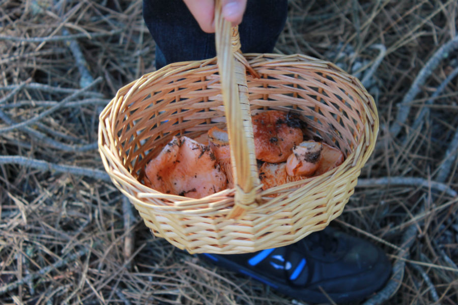 La cesta de mimbre es fundamental en una jornada de recolección de níscalos en Cantalejo, Segovia