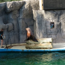 Instalación de focas y leones marinos en Faunia