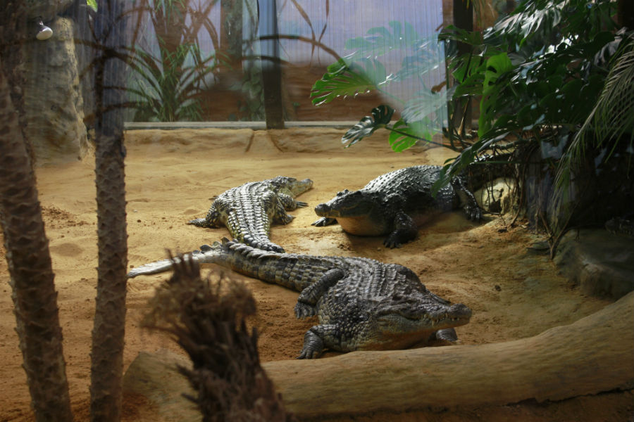 Instalación de cocodrilos en Faunia.
