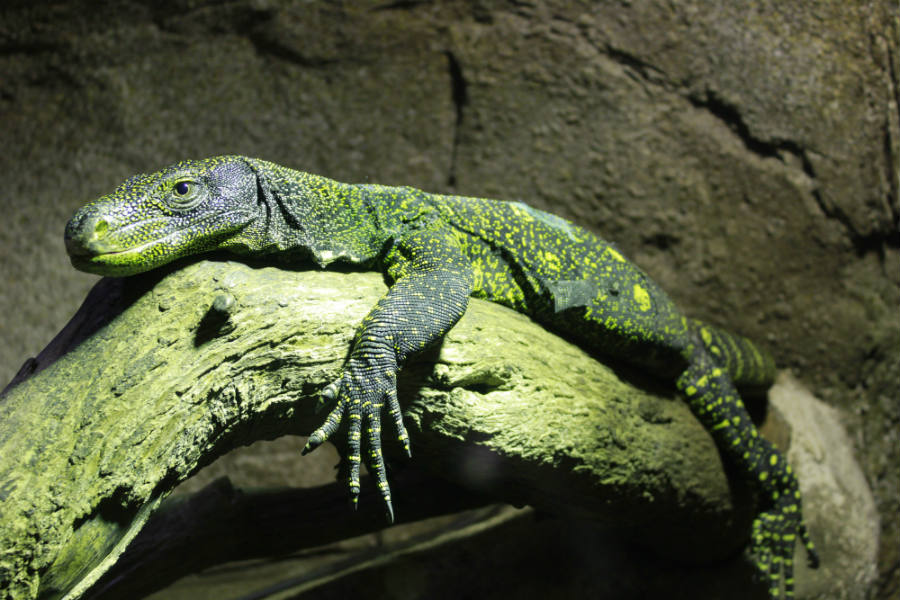 Instalación de reptiles en Faunia.