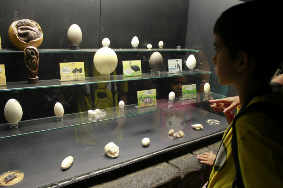 Exposición de huevos en Faunia.