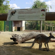 Instalación de canguros en Faunia.