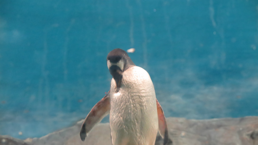 La instalación de los pingüinos es una de las que más atrae a los niños.