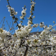 Cerezo en flor en el Valle del Jerte