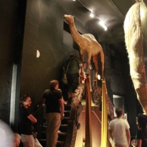 Museo Dalí Figueras: escalera Mae West