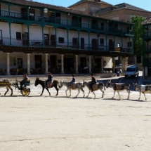 Caravana de burros en la Plaza Mayor de Chinchón
