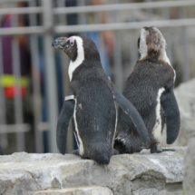 Pingüinos en la Península de la Magdalena
