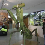 Mantis gigante del Insectpark