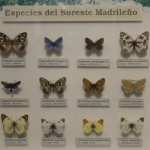 Mariposas del Insectpark