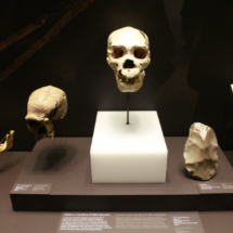 Cráneo humano en el Museo Arqueológico