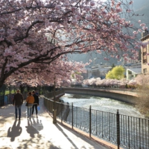Cerezos junto al río Valira, en Andorra la Vella