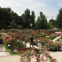 Rosaleda del Parque del Oeste de Madrid