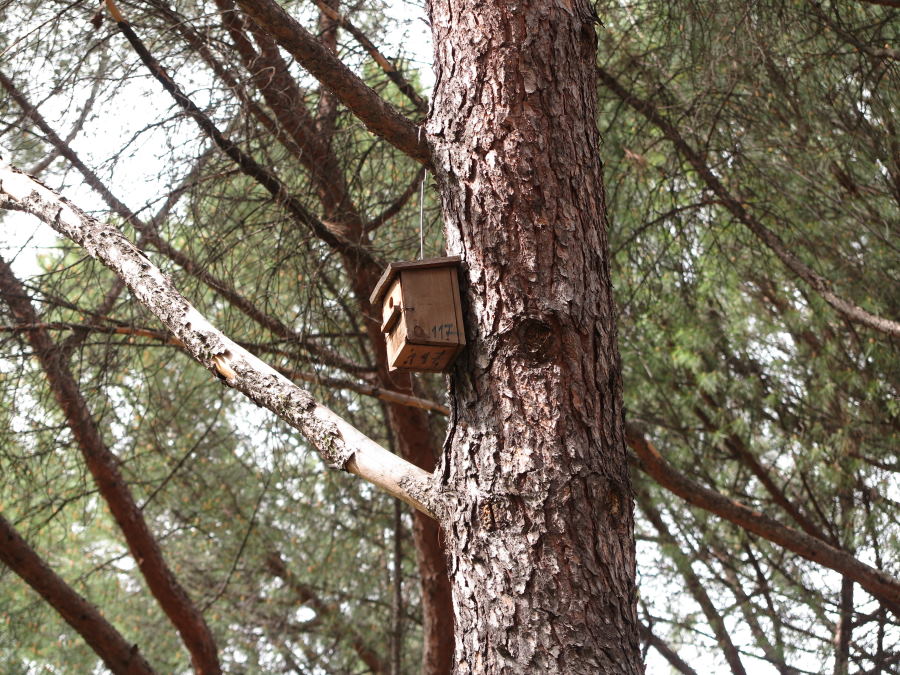 Zona de protección de aves del Parque del Oeste de Madrid