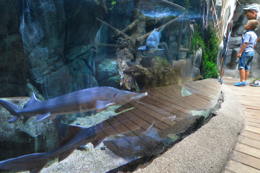 El Acuario de Gijón es un zoo submarino espectacular