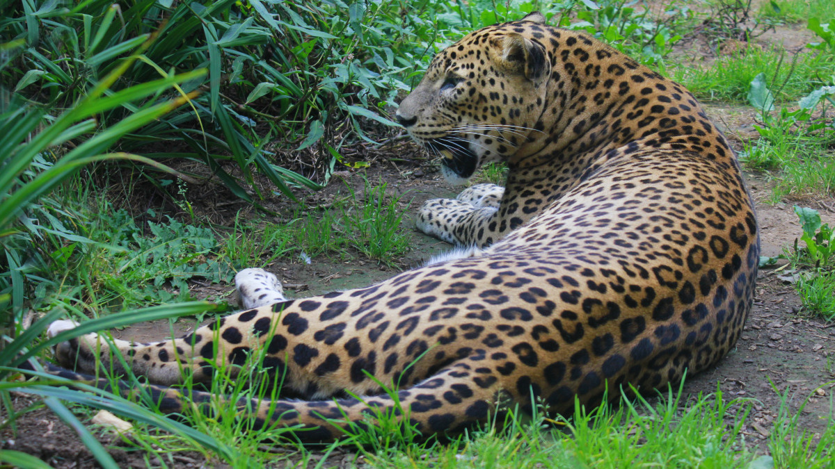 Leopardo del Zoo de Santillana del Mar