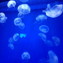 Medusas de l'Oceanogràfic