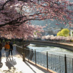 Paseo junto al río Valira con los cerezos en flor