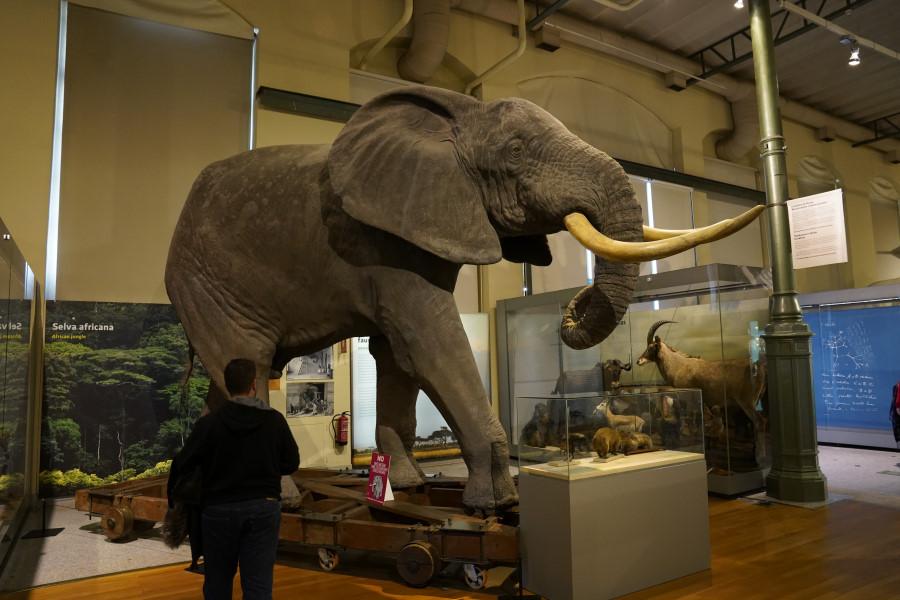 Elefante del Museo de Ciencias Naturales de Madrid